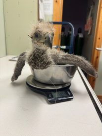 article image - eagle6